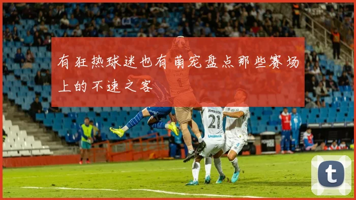 有狂热球迷也有萌宠盘点那些赛场上的不速之客